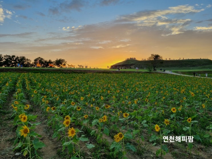  연천가볼만한곳 9월 통일바라기축제 해바라기 호로고루성