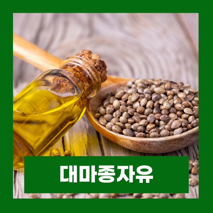  대마종자유 효능과 부작용 먹는법 타임지 선정 6대 슈퍼푸드 씨앗