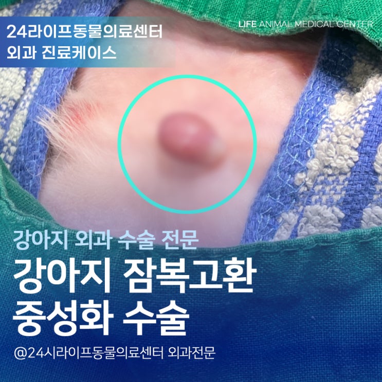 대구 강아지잠복고환 수술 : 잠복고환 강아지의 중성화수술