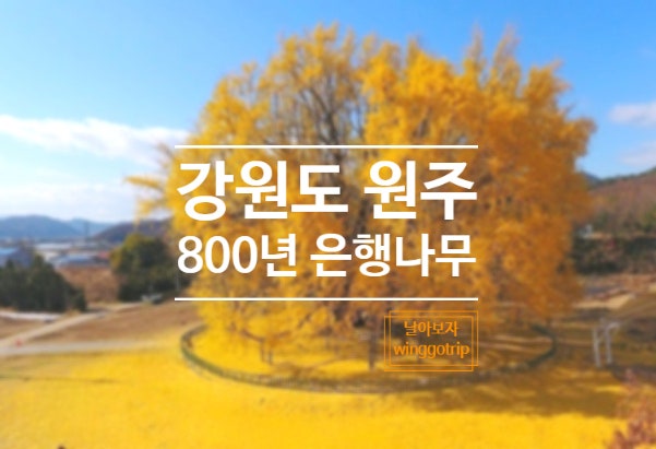  강원도 원주 반계리은행나무 주차/동화마을수목원, 카페로톤다, 소금산출렁다리, 나오라쇼 여행지 추천