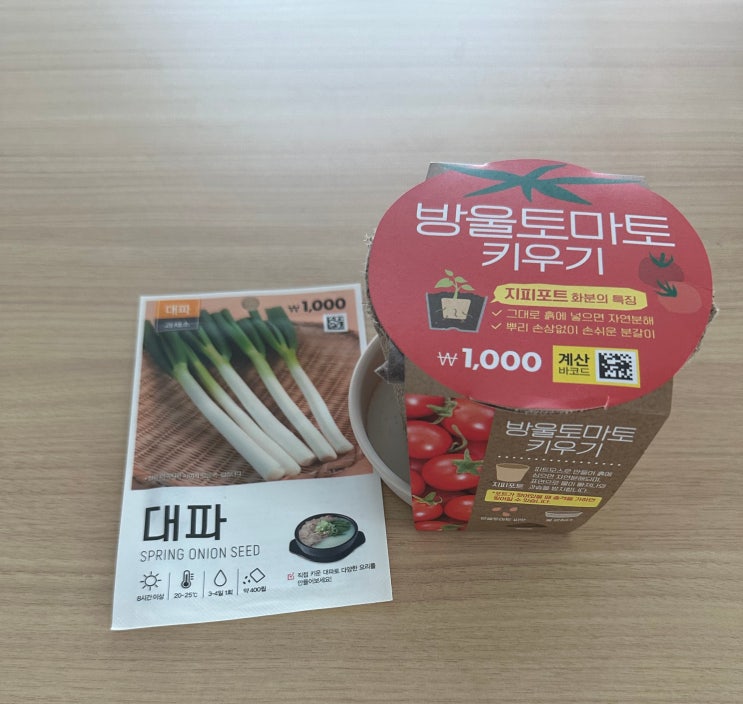 다이소 대파 방울토마토 키우기. 싹 올라오게 하는 방법. 베란다 텃밭 시작!