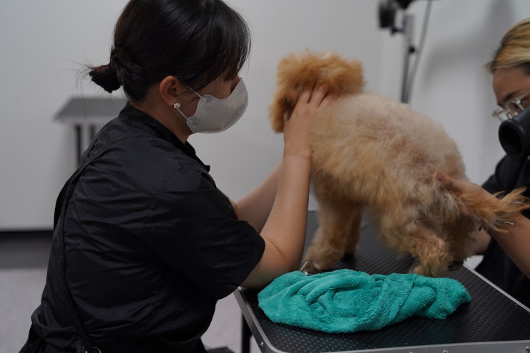  부천 애견미용학원 자격증 최단기간 취득 가능한 곳(취업, 창업, 실견수업, 가격)
