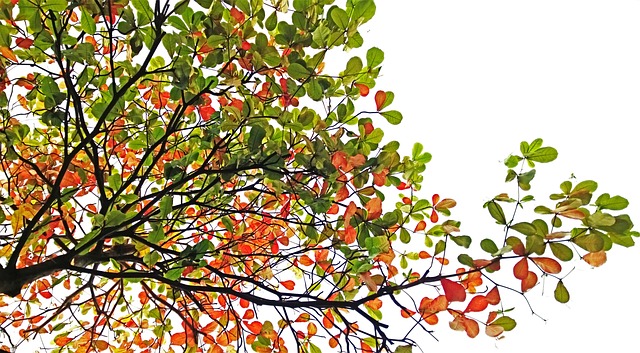  페니 쏜튼/주간 별자리 운세/2023년 9월 11일~9월 17일/천칭·전갈·사수·염소자리