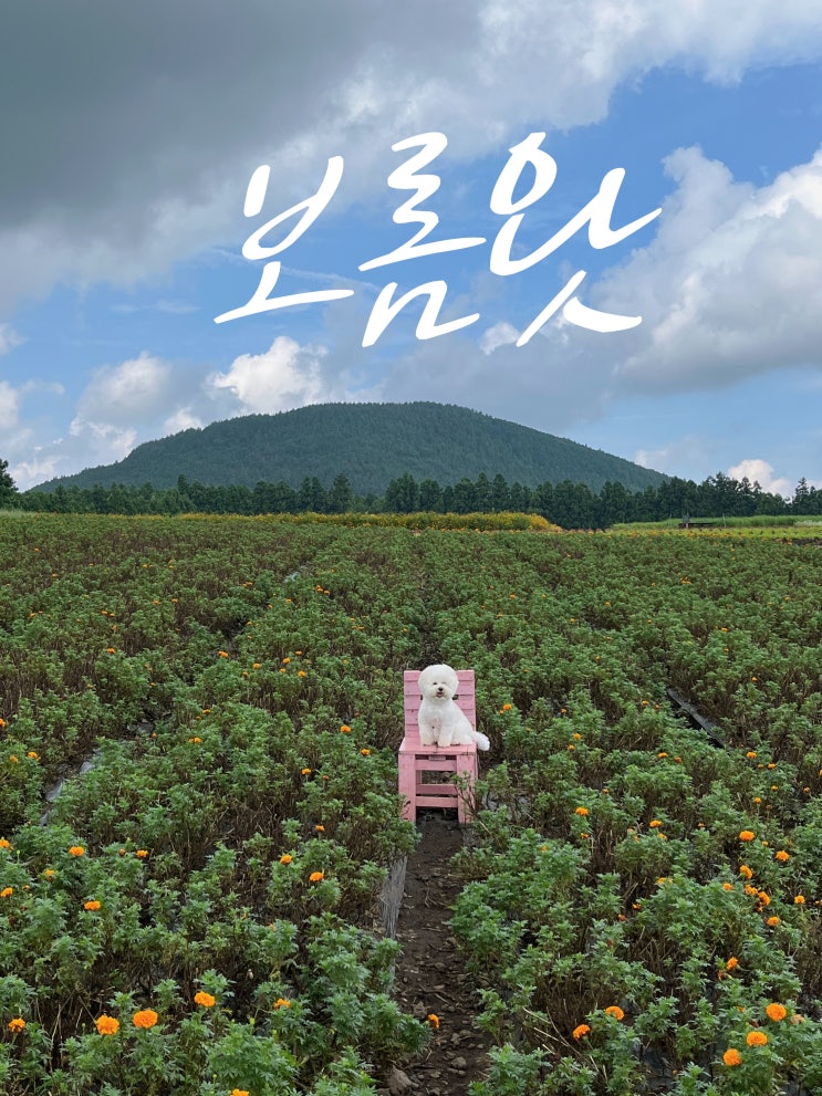  [제주살이 9주차]제주 표선 애견동반카페_보롬왓(제주 가볼 만한 곳)