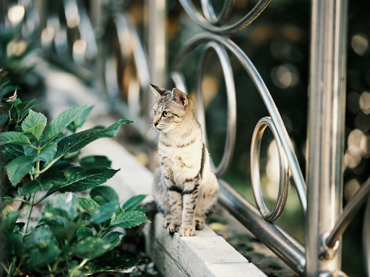 후지필름 미러리스와 함께한 용두산 공원 고양이 출사