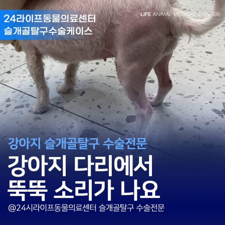 대구 강아지슬개골탈구수술 : 강아지 다리에서 뚝뚝 소리가 나요 대구 강아지슬개골탈구수술 : 강아지 다리에서 뚝뚝 소리가 나요