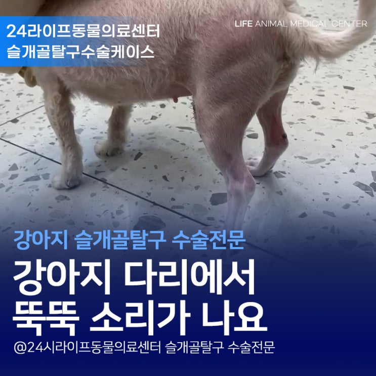 대구 강아지슬개골탈구수술 : 강아지 다리에서 뚝뚝 소리가 나요