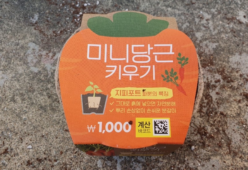 다이소 미니 당근 키우기 당근 수확해서 뽑기
