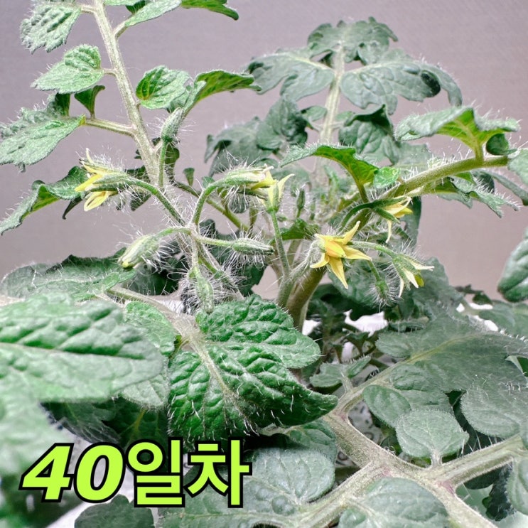  방울토마토 수경재배 일지; 24일~40일