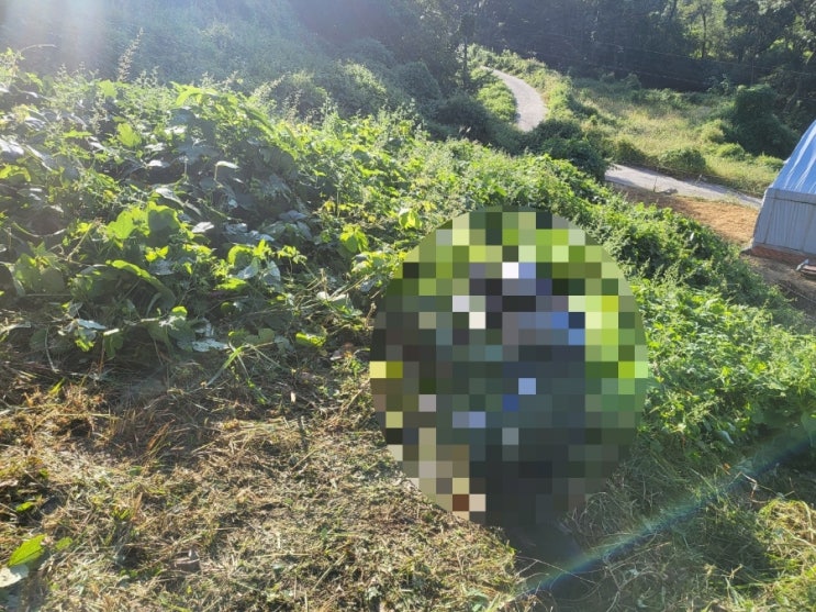  2023년 김천 남면 초곡리 비석 1기설차및 벌초 고인돌장묘개발장의사