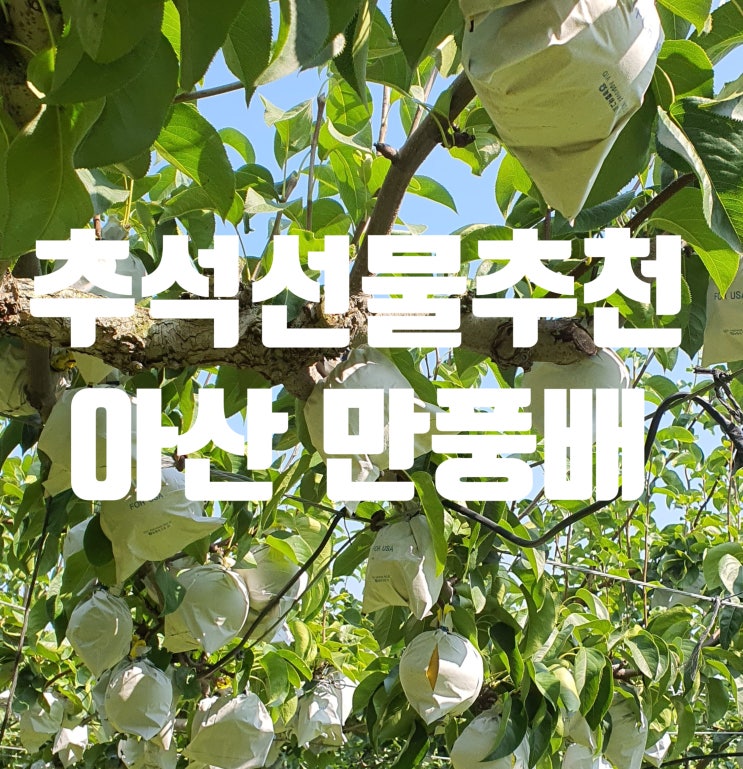  추석 선물 추천 아산 만풍배 소개해요