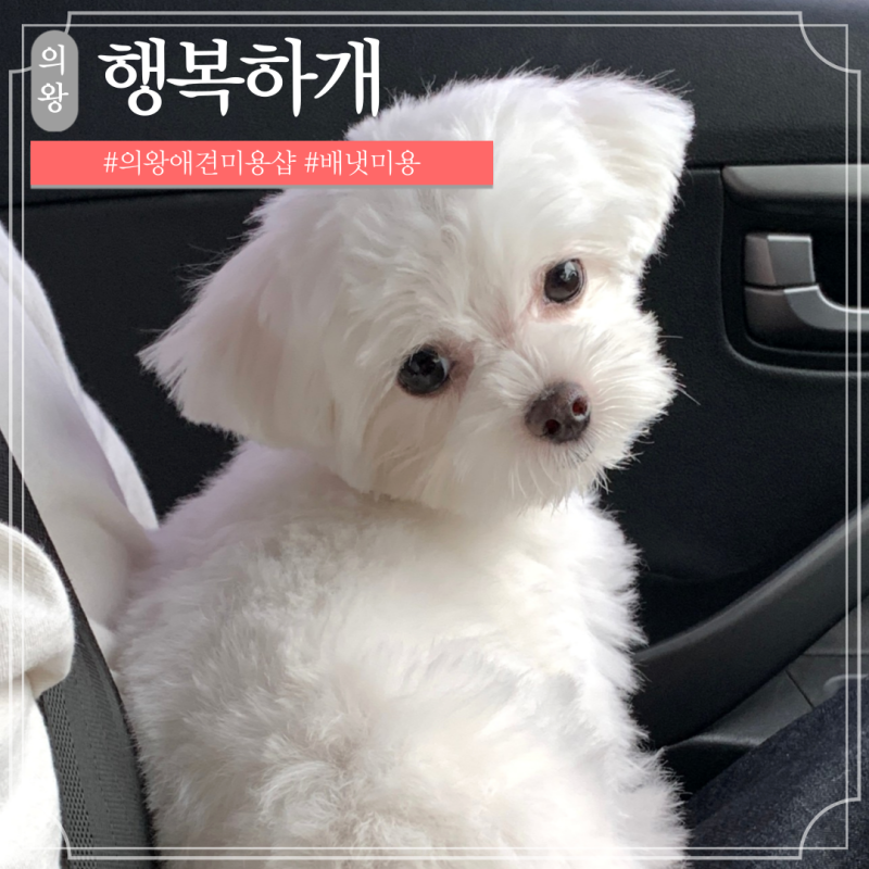 Anyang Uiwang Maltese