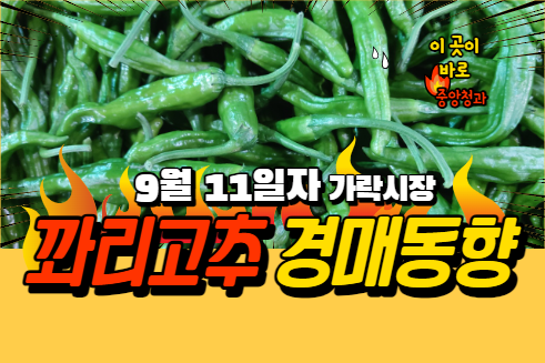  [경매사 일일보고] 9월 11일자 가락시장 꽈리고추 경매동향을 살펴보겠습니다!