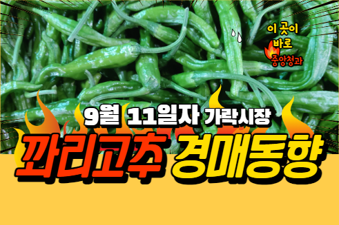 [경매사 일일보고] 9월 11일자 가락시장 꽈리고추 경매동향을 살펴보겠습니다!