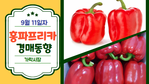  [경매사 일일보고] 9월 11일자 가락시장 홍파프리카 경매동향을 살펴보겠습니다!