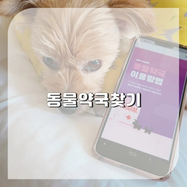  동물의약품약국 강아지소독약 구입 일산 동물약국찾기 펫팜