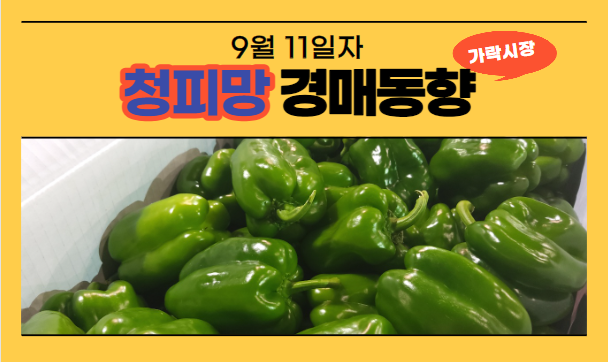  [경매사 일일보고] 9월 11일자 가락시장 청피망 경매동향을 살펴보겠습니다!