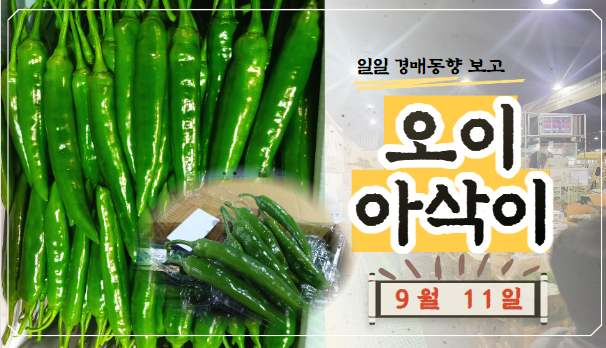  [경매사 일일보고] 9월 11일자 가락시장 오이아삭이 경매동향을 살펴보겠습니다!