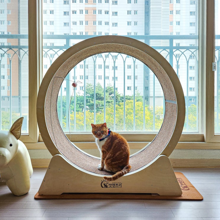  고양이 캣휠 추천 가성비 좋고 층간 소음 없는 무소음 캣앤트리
