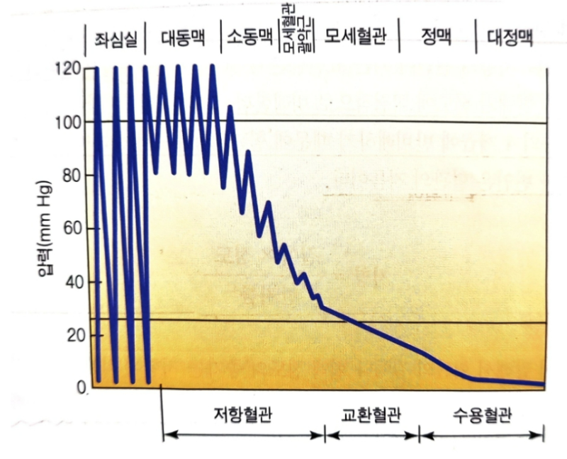 운동 생리학 - 호흡순환계와 운동 (혈류.혈압.혈액의 반응, 혈압경사, 혈류저항, 운동 시 혈류의 재분배, 맥압, 평균동맥혈압 ...