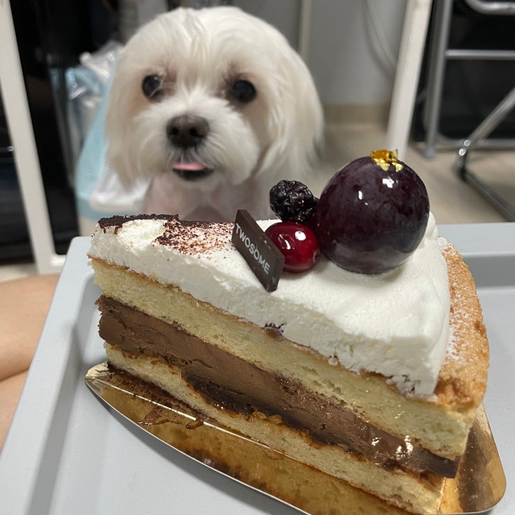 투썸플레이스 레드 등급 생일 쿠폰 다쿠아즈 초콜릿 생크림 케이크