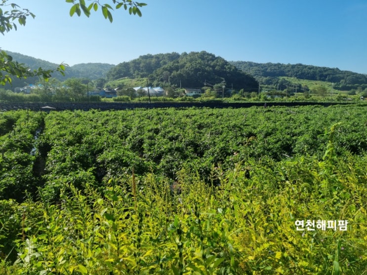  연천고추 홍고추 가지고추 노지고추농사 탄저병과의 싸움