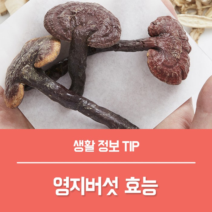 영지버섯 효능 BEST 4, 녹각 영지버섯 진액 효능 먹는법 부작용 총정리!