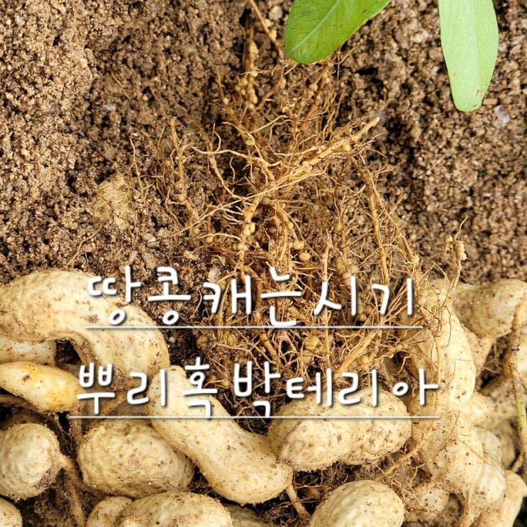  땅콩 캐는 시기에 만나본 뿌리혹박테리아
