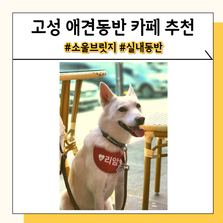 강원도 고성 소울브릿지 애견동반 여행 중 들릴 카페 강원도 고성 소울브릿지 애견동반 여행 중 들릴 카페