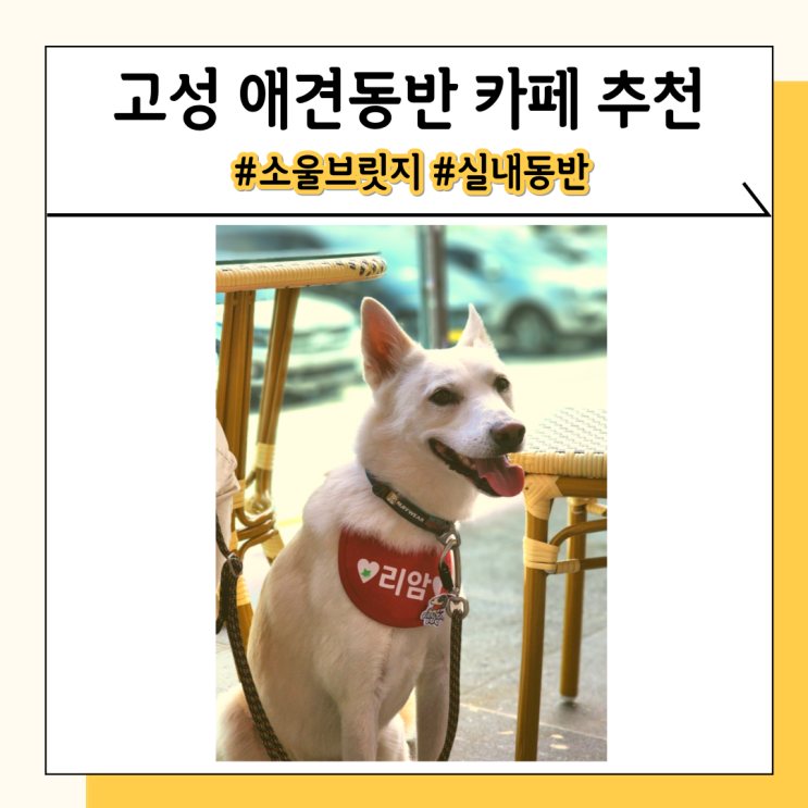 강원도 고성 소울브릿지 애견동반 여행 중 들릴 카페