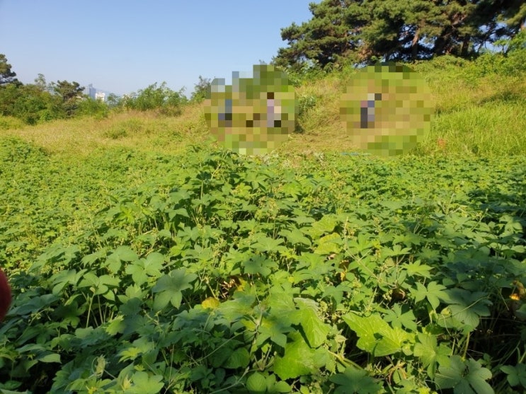 2023년 김천 남면 운남리 혁신도시13기 고인돌장묘개발장의사