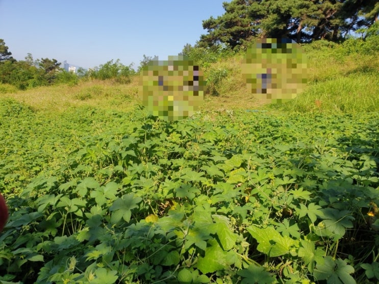  2023년 김천 남면 운남리 혁신도시13기 벌초 김천고인돌장의사