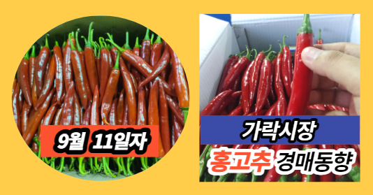  [경매사 일일보고] 9월 11일자 가락시장 홍고추 경매동향을 살펴보겠습니다!