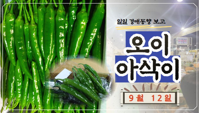  [경매사 일일보고] 9월 12일자 가락시장 오이아삭이 경매동향을 살펴보겠습니다!