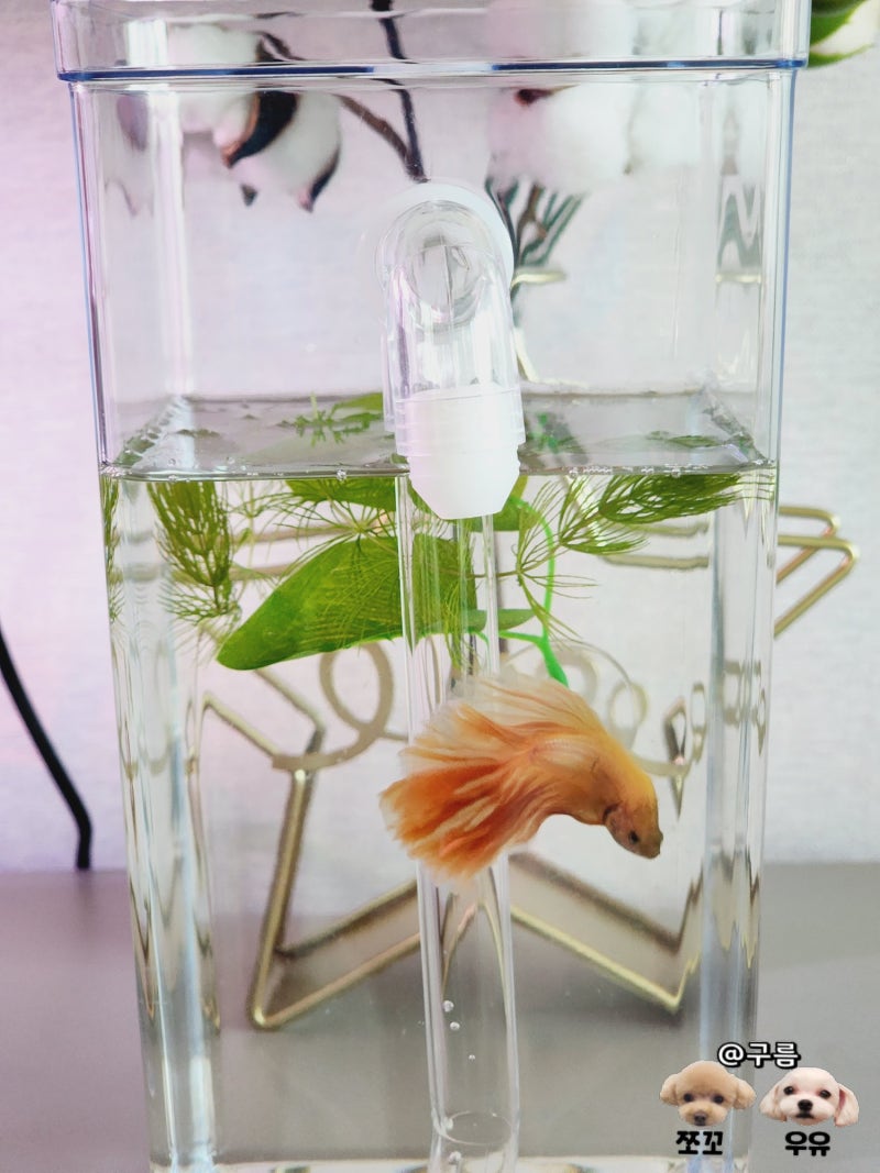 베타 물고기 키우기, 무환수 어항 사용법 후기 : 네이버 블로그, image size:800x1067
