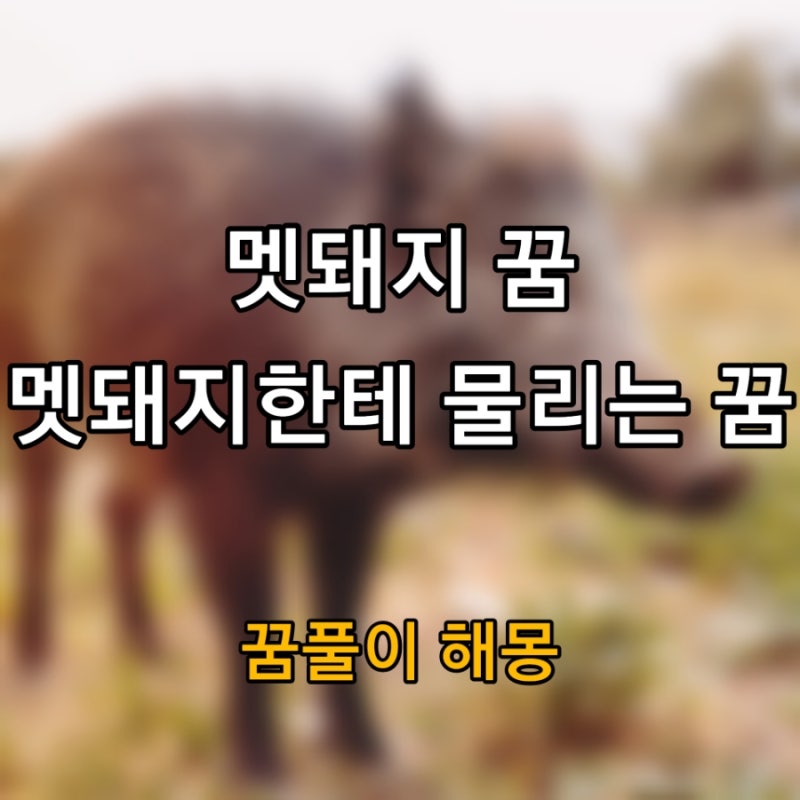 멧돼지 꿈, 멧돼지 보는 꿈, 멧돼지 잡는 꿈, 멧돼지한테 물리는 꿈 해몽 뜻풀이