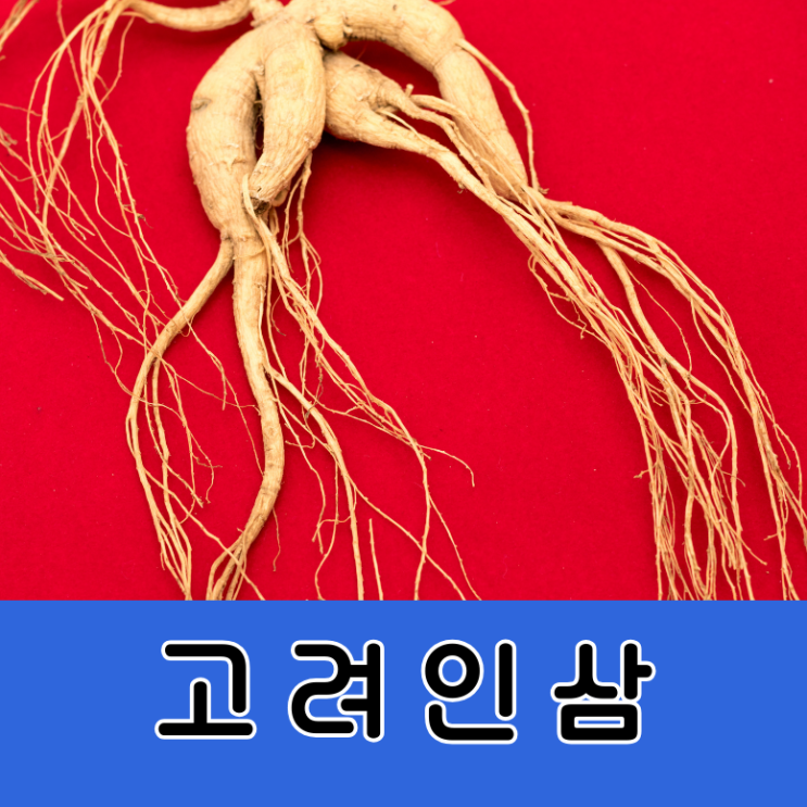  고려인삼 가격 종류 간수치 만성피로 식약처
