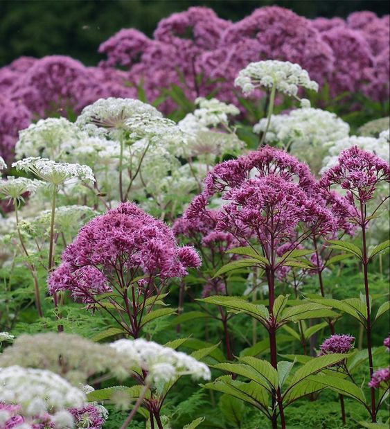  향등골나물(Eupatorium tripartitum) 정원에서의 관리 방법