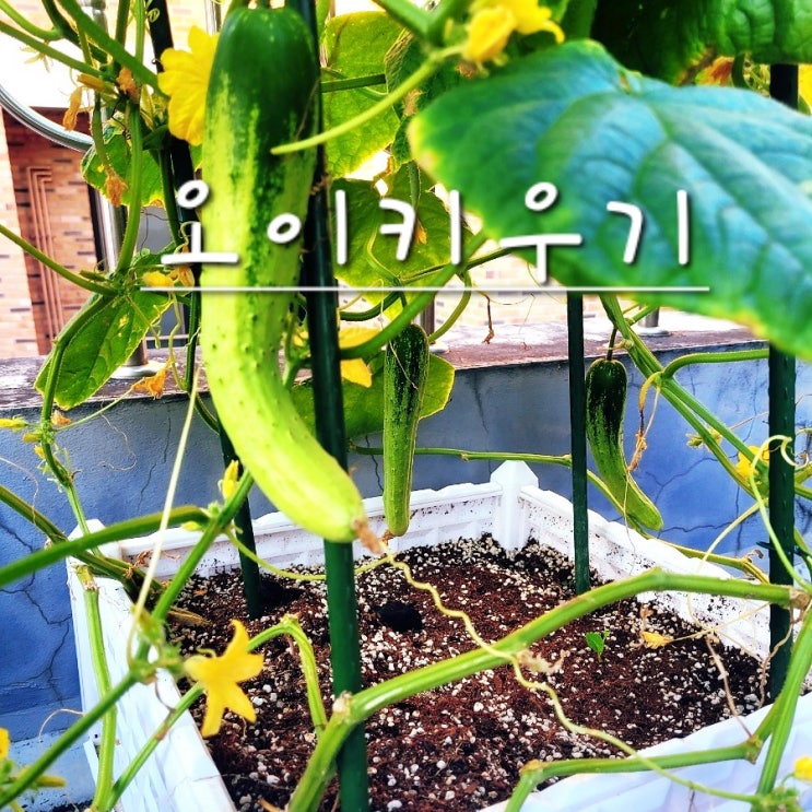  오이키우기 옥상 텃밭 오이키우는법