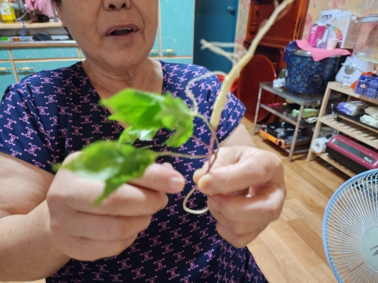  추석선물추천 인삼 새싹삼 선물세트 효능 먹는법 부작용 보관방법