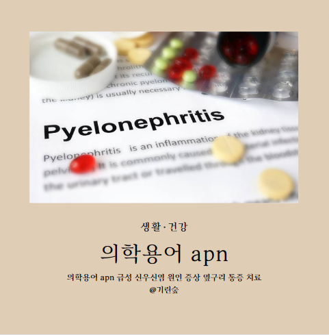 의학용어 apn 급성 신우신염 원인 증상 옆구리 통증 치료