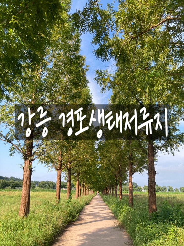  강릉 메타세콰이어길 경포생태저류지 산책