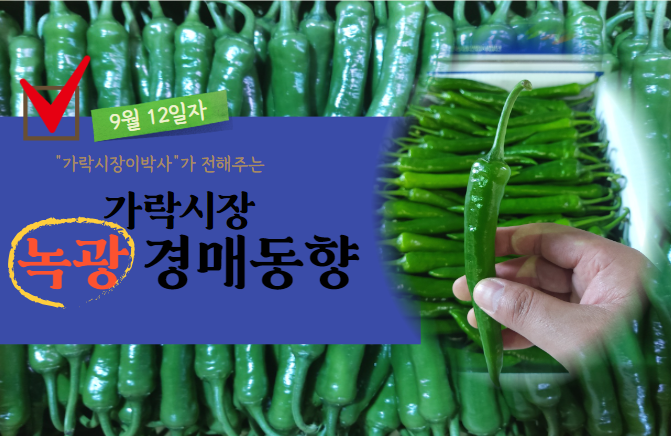  [경매사 일일보고] 9월 12일자 가락시장 녹광 경매동향을 살펴보겠습니다!