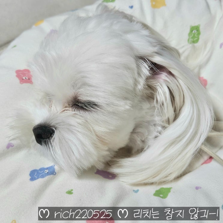  [리토가토 넥카라]오가닉 넥카라 강아지 넥카라 후기 (내돈내산)
