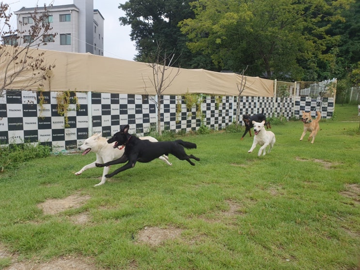  용인애견호텔 :) 라드독
