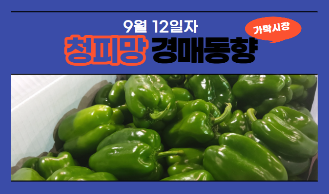  [경매사 일일보고] 9월 12일자 가락시장 청피망 경매동향을 살펴보겠습니다!