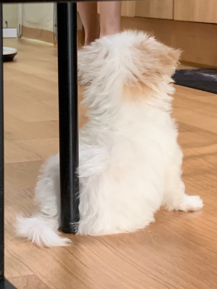  호두의 미끄럼방지와 슬개골탈구예방을 위한 방법!