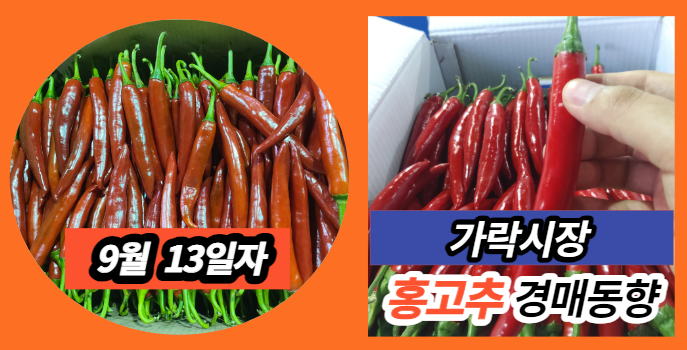  [경매사 일일보고] 9월 13일자 가락시장 홍고추 경매동향을 살펴보겠습니다!