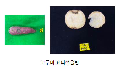 고구마 표피썩음병, 수확 후 관리로 막을 수 있어 고구마 표피썩음병, 수확 후 관리로 막을 수 있어
