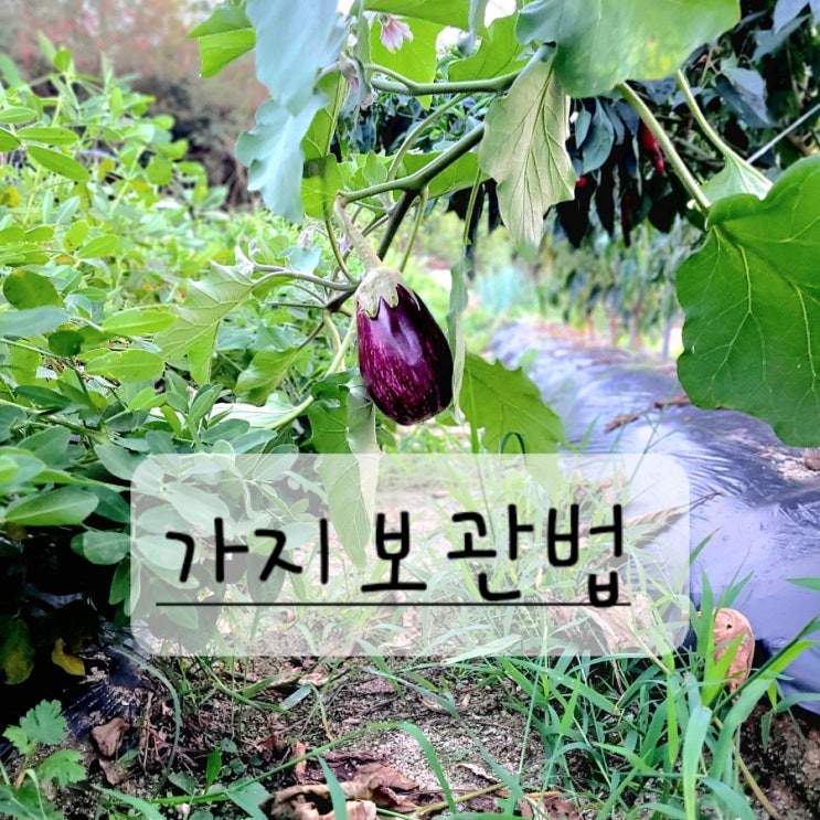  가지 보관법 텃밭 작물 살피기